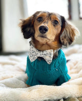 Loki in Coco & PUd Coco Cable Sweater Teal & Amur Leopard Bow tie