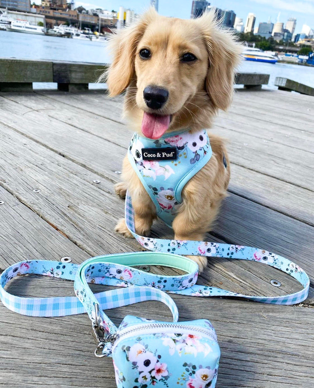 Azure Frill Doggie Harness