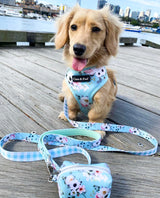 Lola in Coco & Pud French Azure Dog Harness