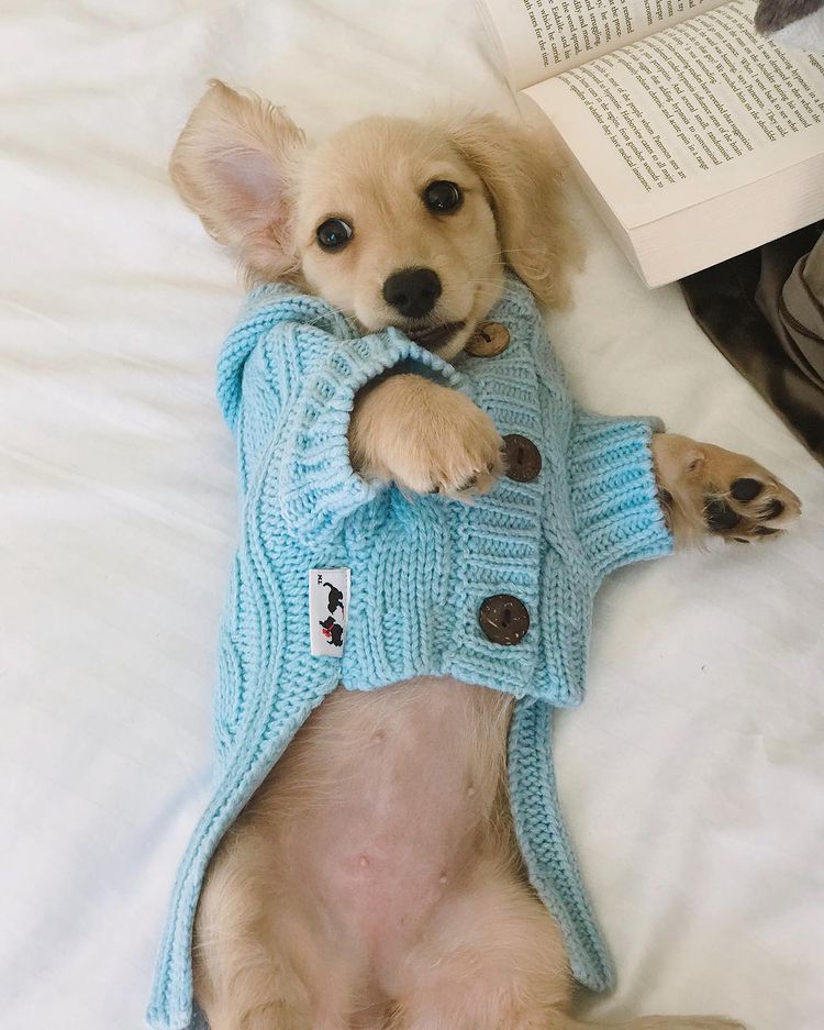 Edinburgh Dog Sweater/ Dog Jumper - Light Blue