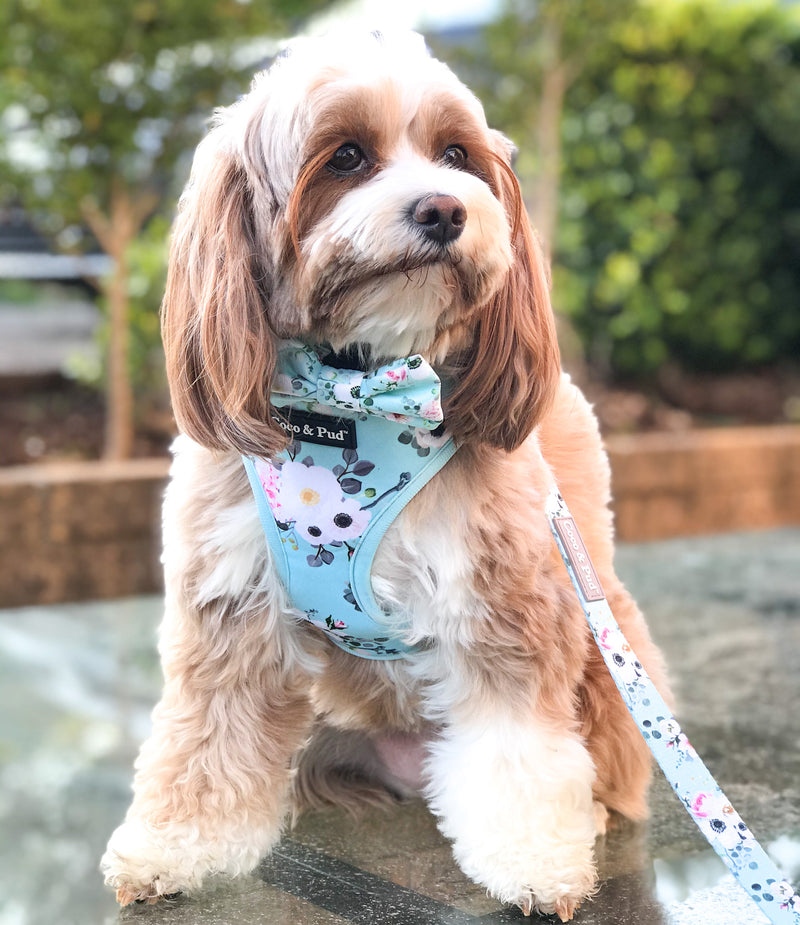 Maisie in Coco & Pud French Azure dog harness