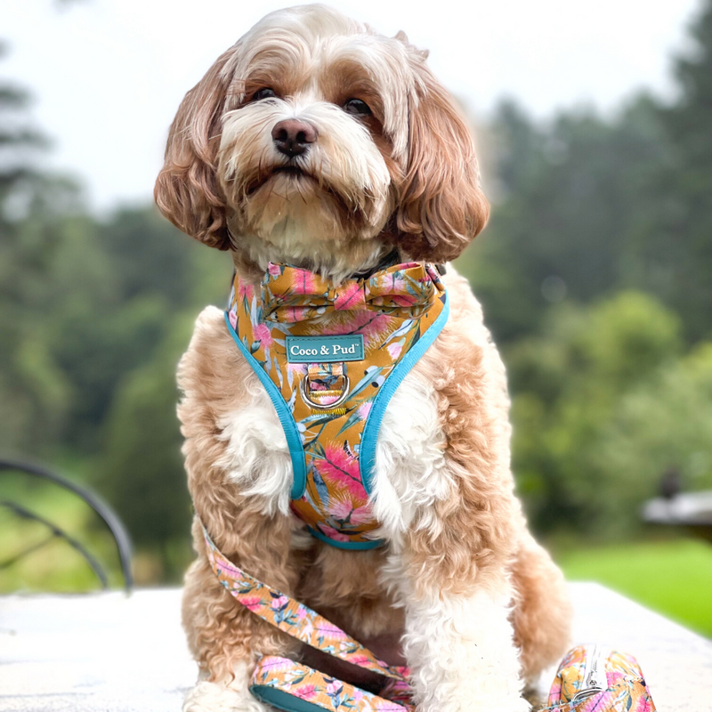 Coco & Pud Cavoodle in Brush With Nature Adjustable Dog Harness