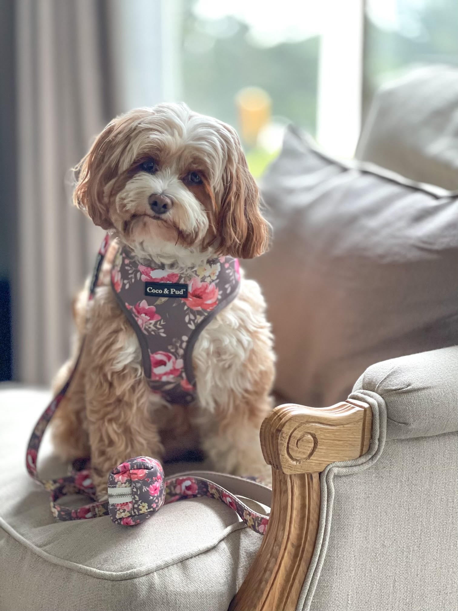 Maisie in Coco & Pud Vintage Garden Dog Harness