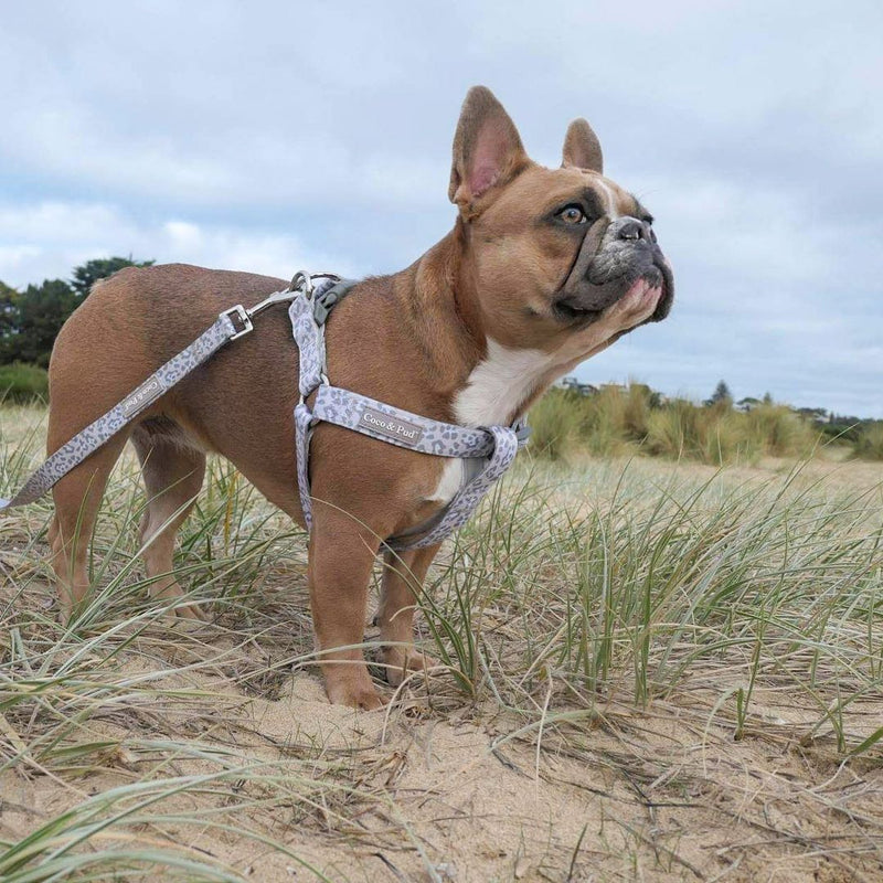 Miss Milly in Coco & Pud Amur Leopard Unclip Lite Dog Harness