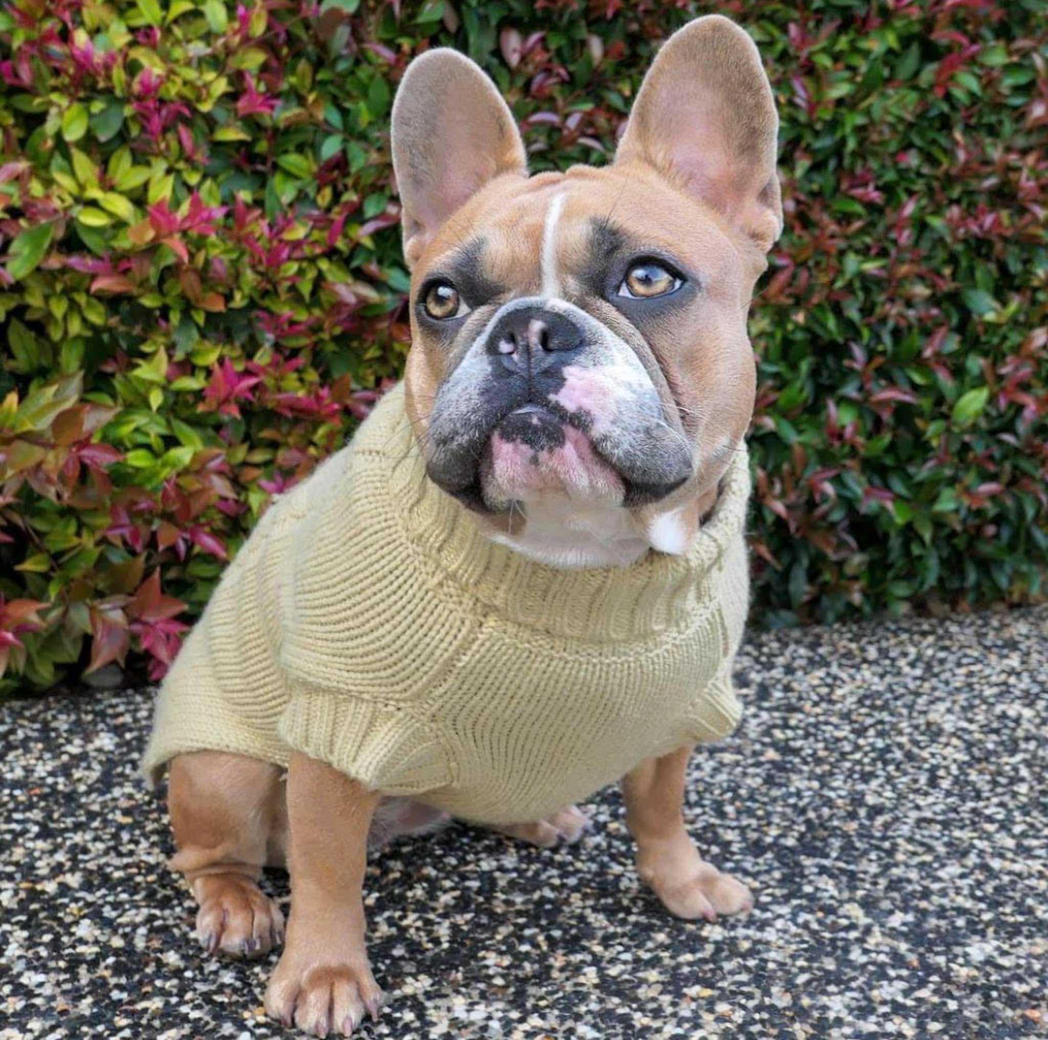 Coco Cable Dog Sweater/ Dog Jumper - Oatmeal