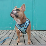 Miss Milly in Coco & Pud Walk on the Wild Side Dog Harness