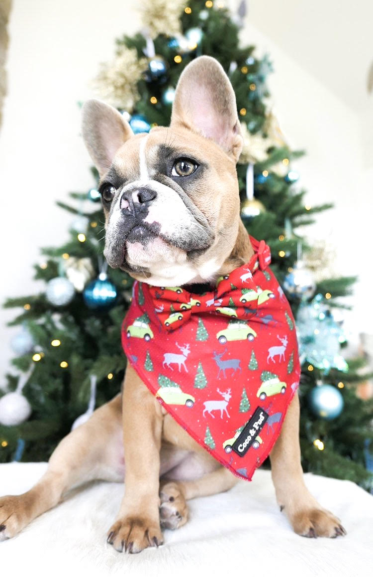 Miss Milly in Coco & Pud Deck the Paws Christmas Dog Bandana