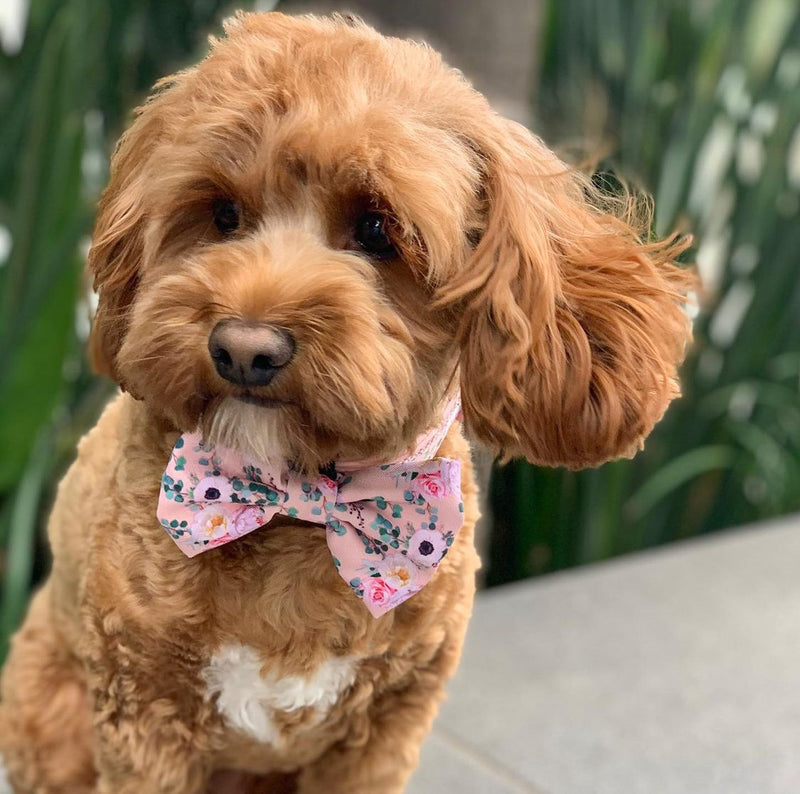 Miss Ruby in Coco & Pud Provence Rose Dog Collar & Bowtie