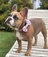Miss Milly in Coco & Pud Provence Rose Collar & Bow tie