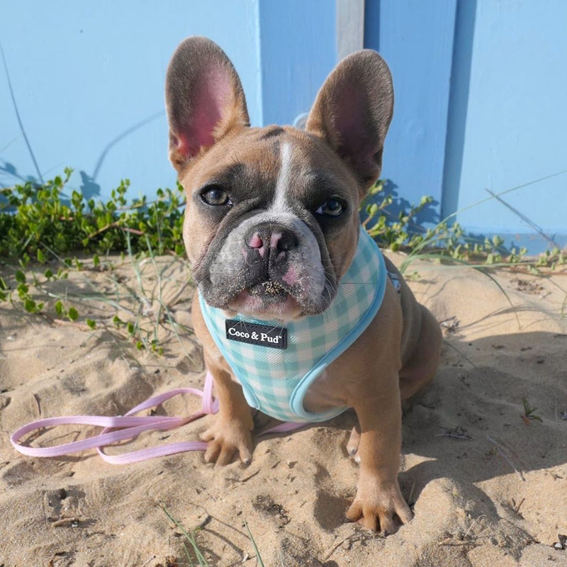 Miss Milly in Coco & Pud French Azure Dog Harness Reserve