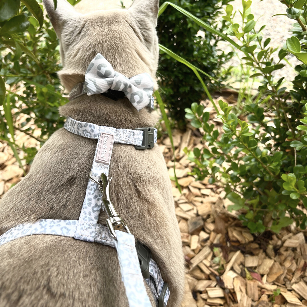 Dog/cat Harness Coco 