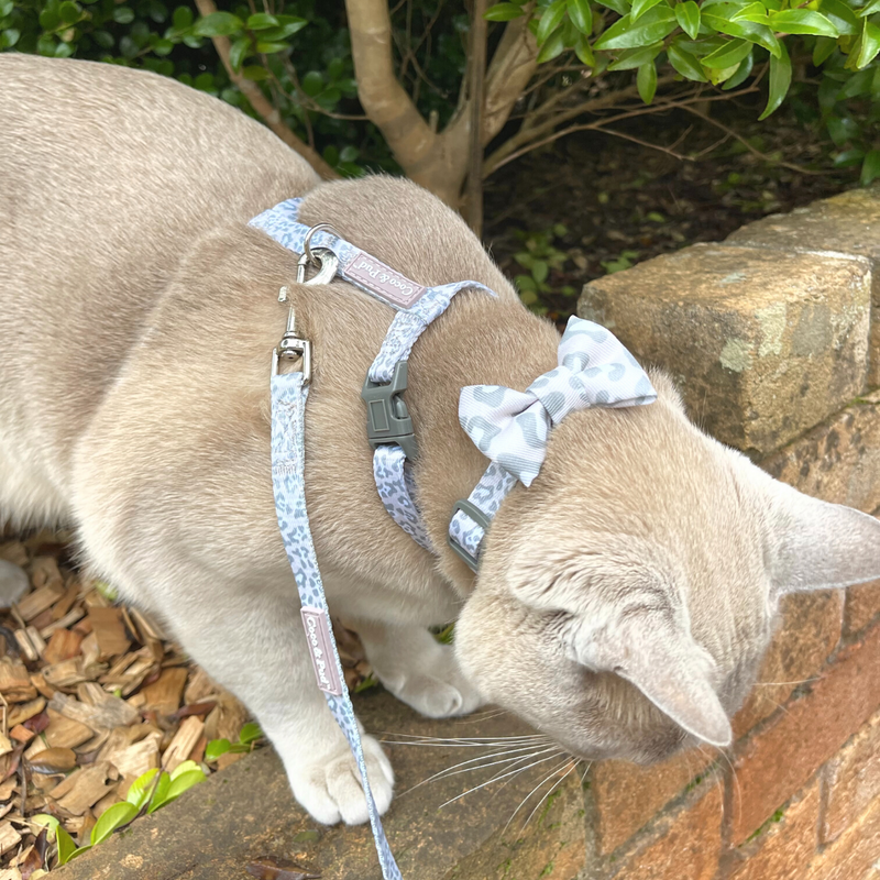 Coco & Pud Amur Leopard Cat Harness and lead on Moet the Burmese