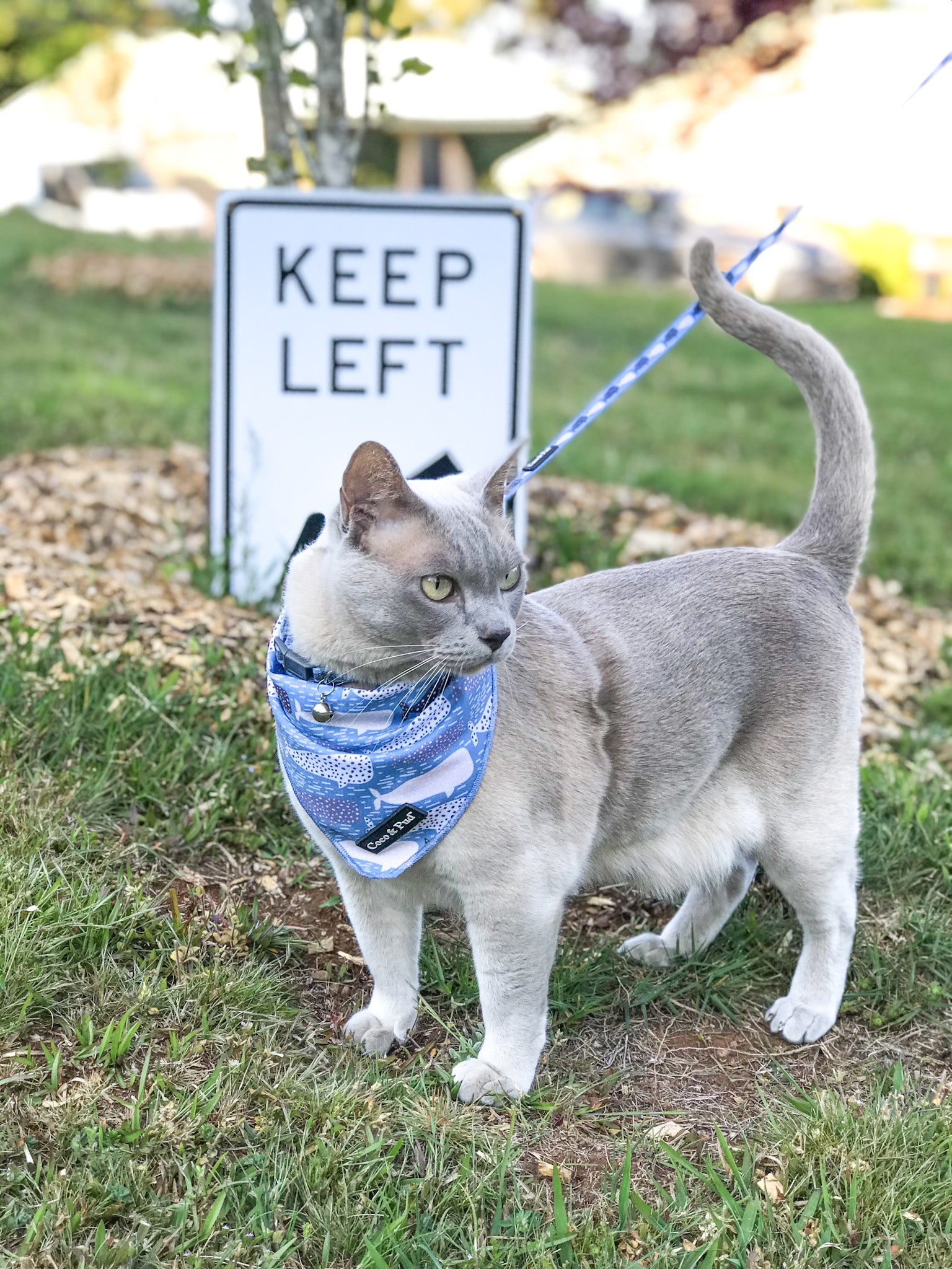 Whale of a Time Cat Harness