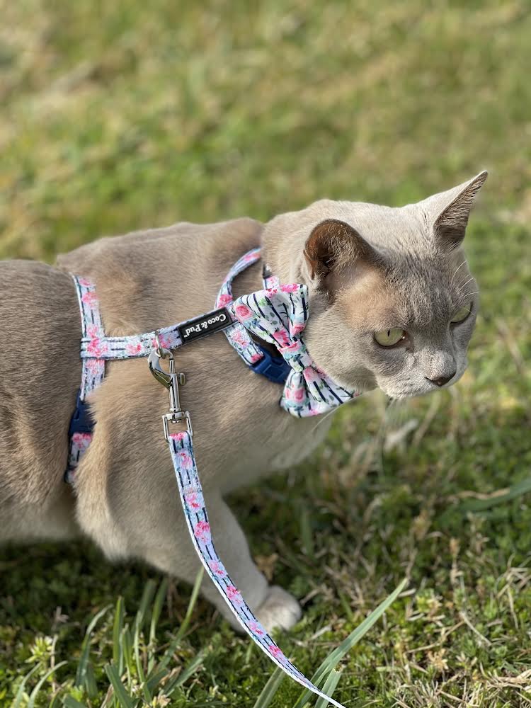 Floral Blooms Cat Harness | Coco & Pud