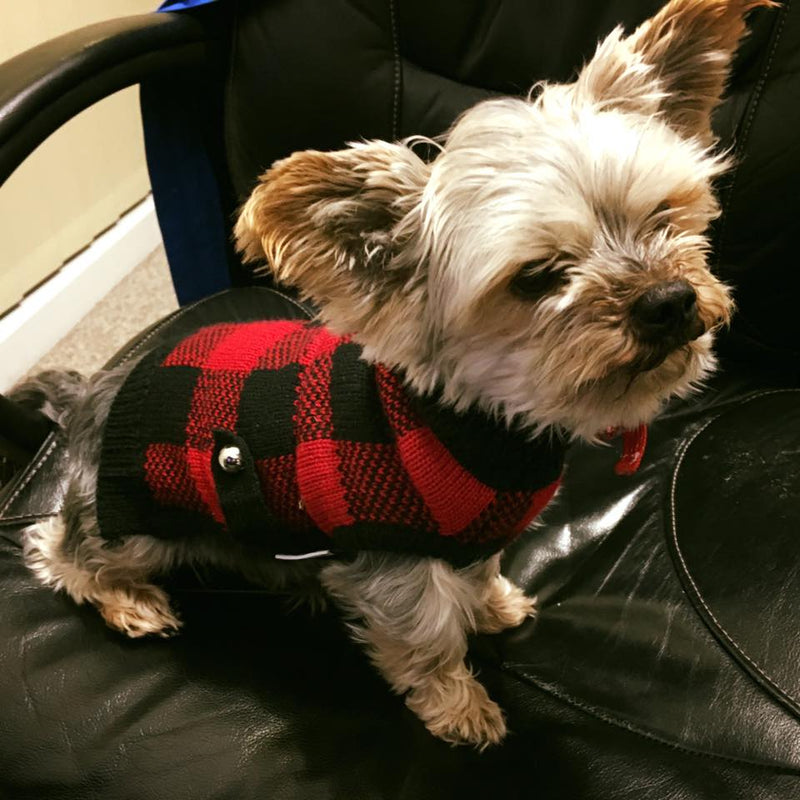 Coco & Pud Boston Dog Sweater - Red/ Black - Coco & Pud