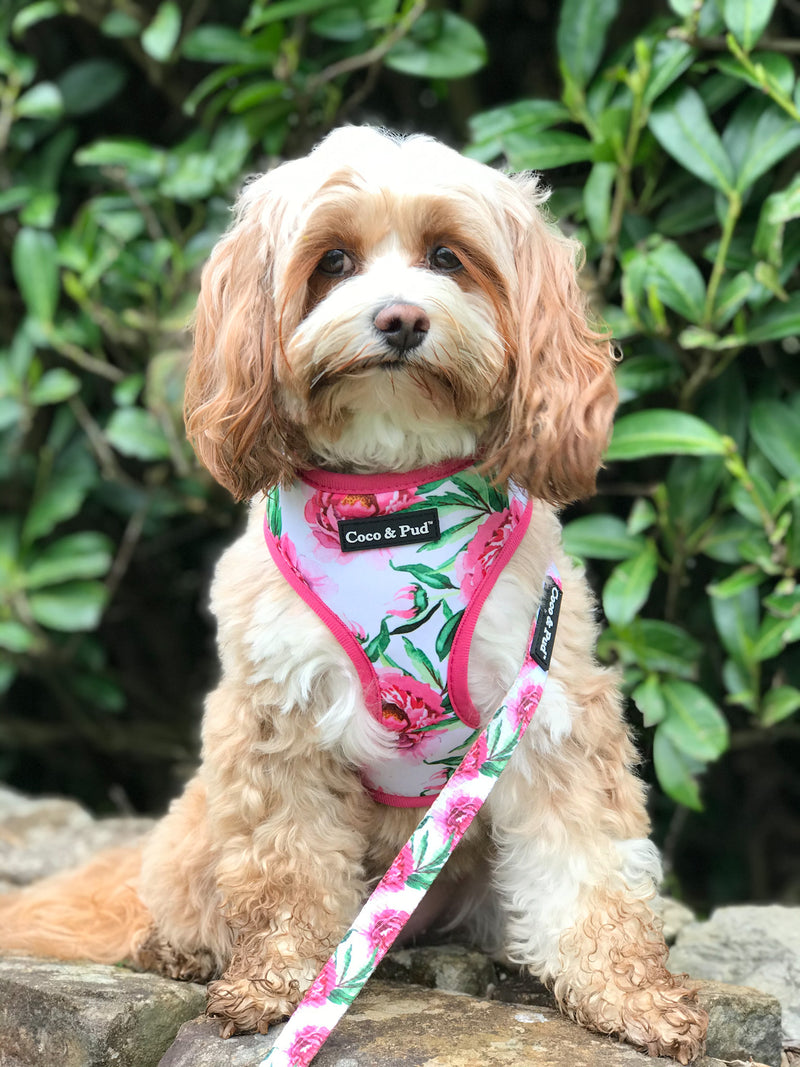 Maisie in Coco & Pud Peony Reversible Dog Harness
