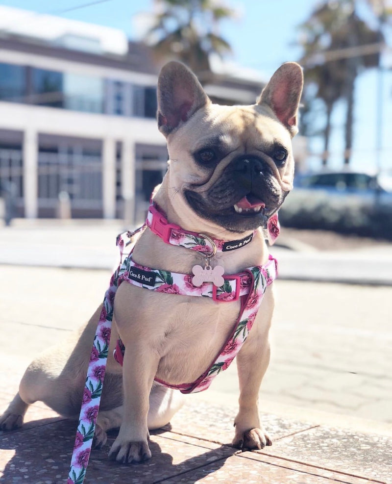 Daisy in Coco & Pud Peony Uniclipe Lite Dog Harness