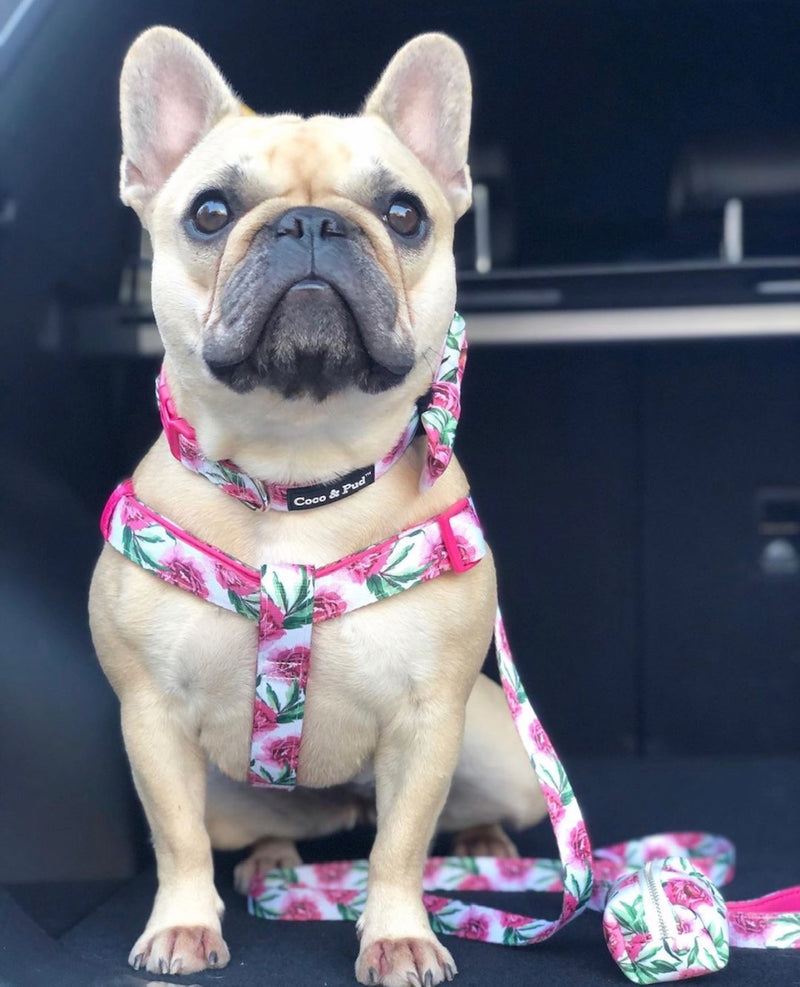 Daisy in Peony Uniclip Lite dog harness
