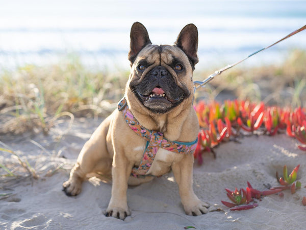 Polly Pops in Coco & Pud Brush with Nature Uniclip Lite Dog Harness