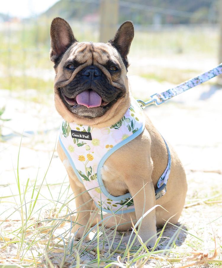 Polly Pops in Coco & Pud Windflower Dog Harness