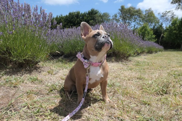 Miss Milly in Coco & Pud Provence Rose Collar & Bowtie 
