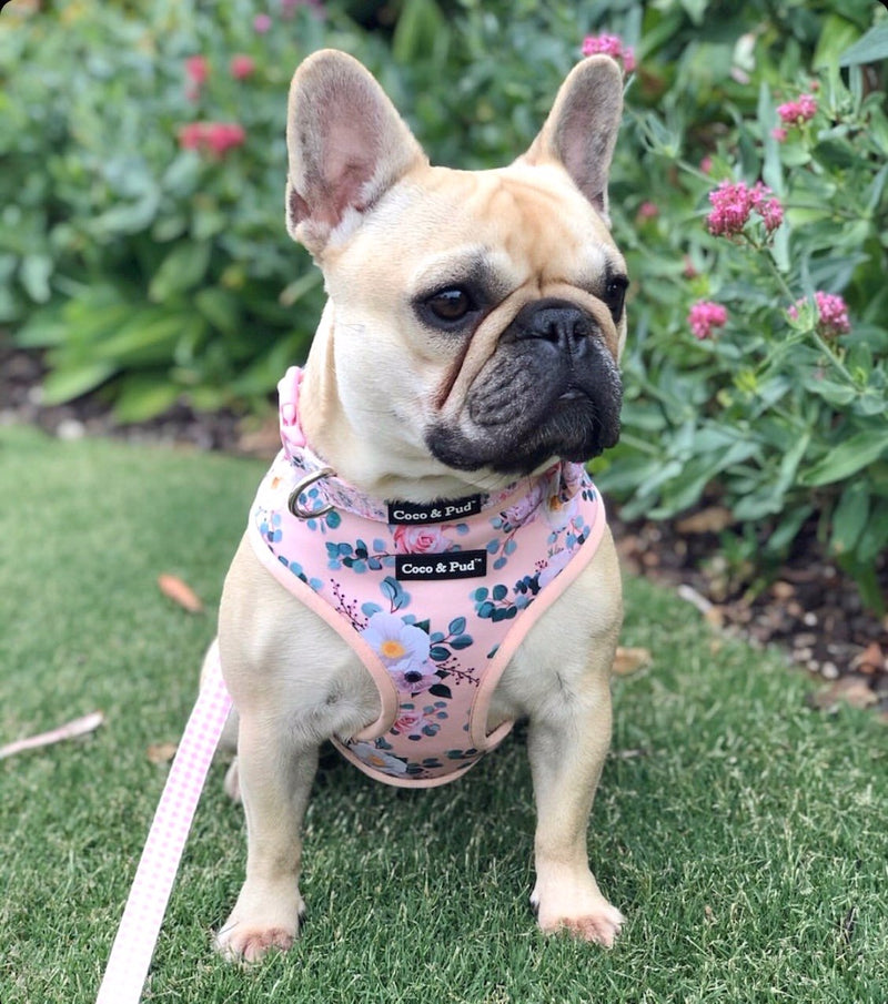 Coco & Pud Provence Rose Dog Harness & Frenchie Daisy