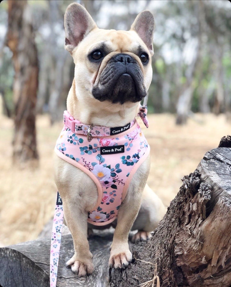Coco & Pud Provence Rose Dog Harness & Frenchie dog