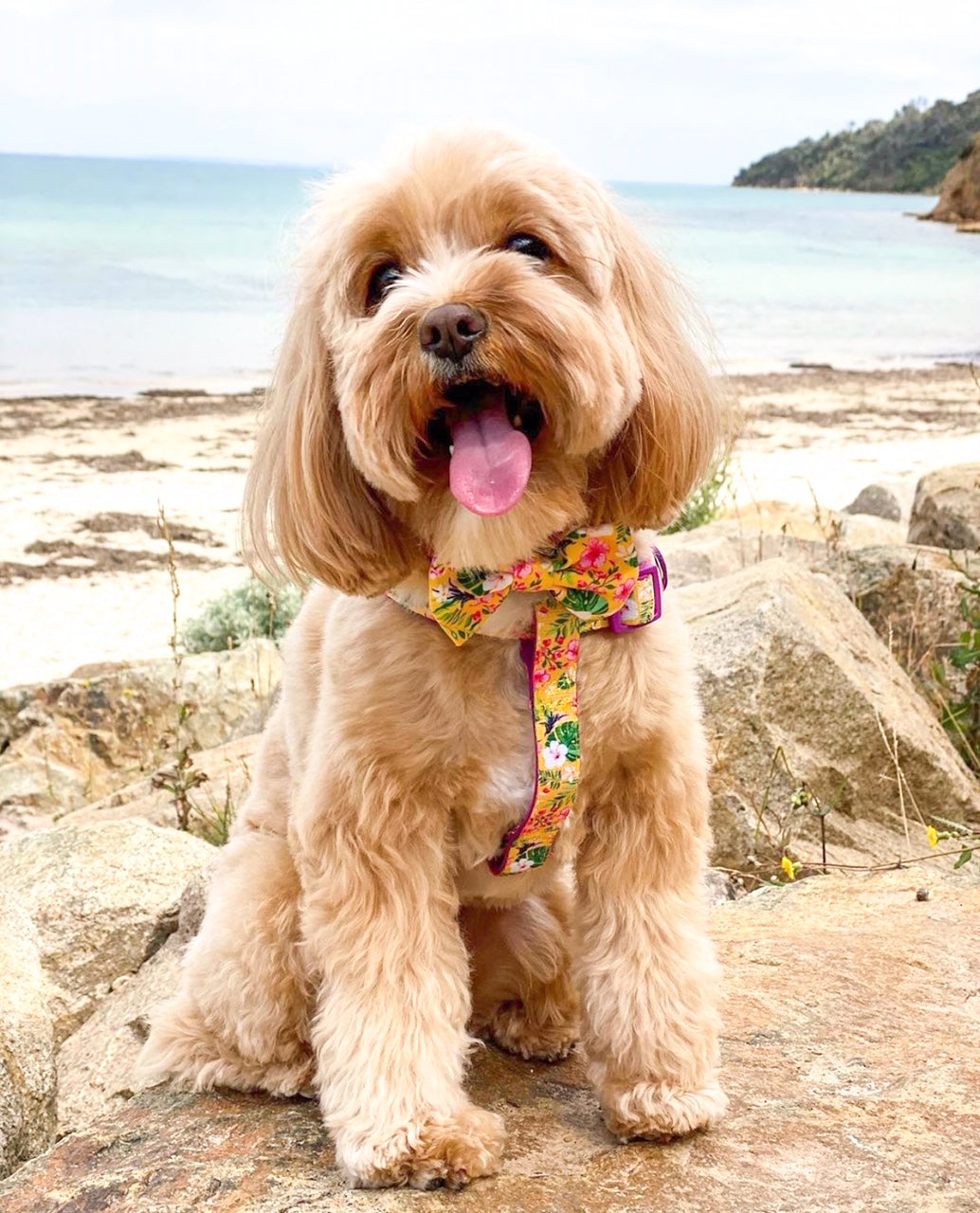 Humphrey in Coco & Pud Summer Sunrise Uniclip Lite Dog Harness