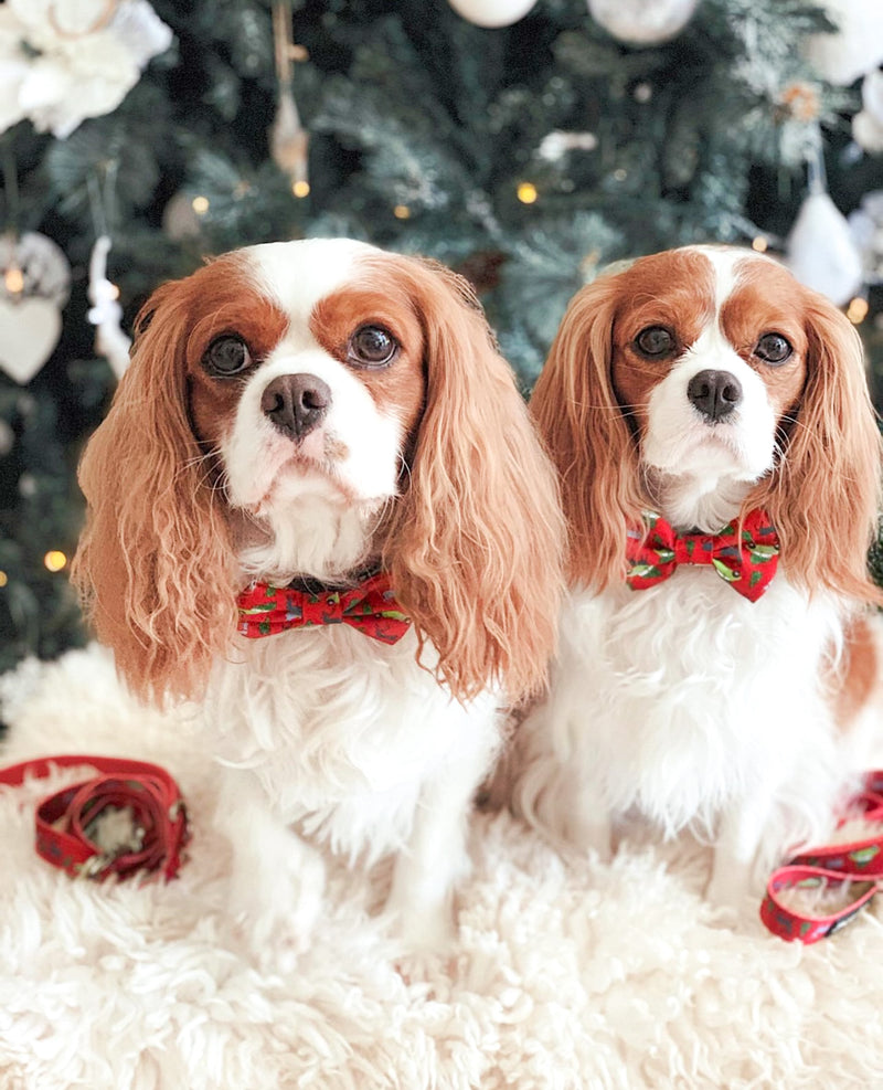 Toffie & Nuschka in Coco & Pud Deck the Paws Christmas Dog Collar & Bow ties