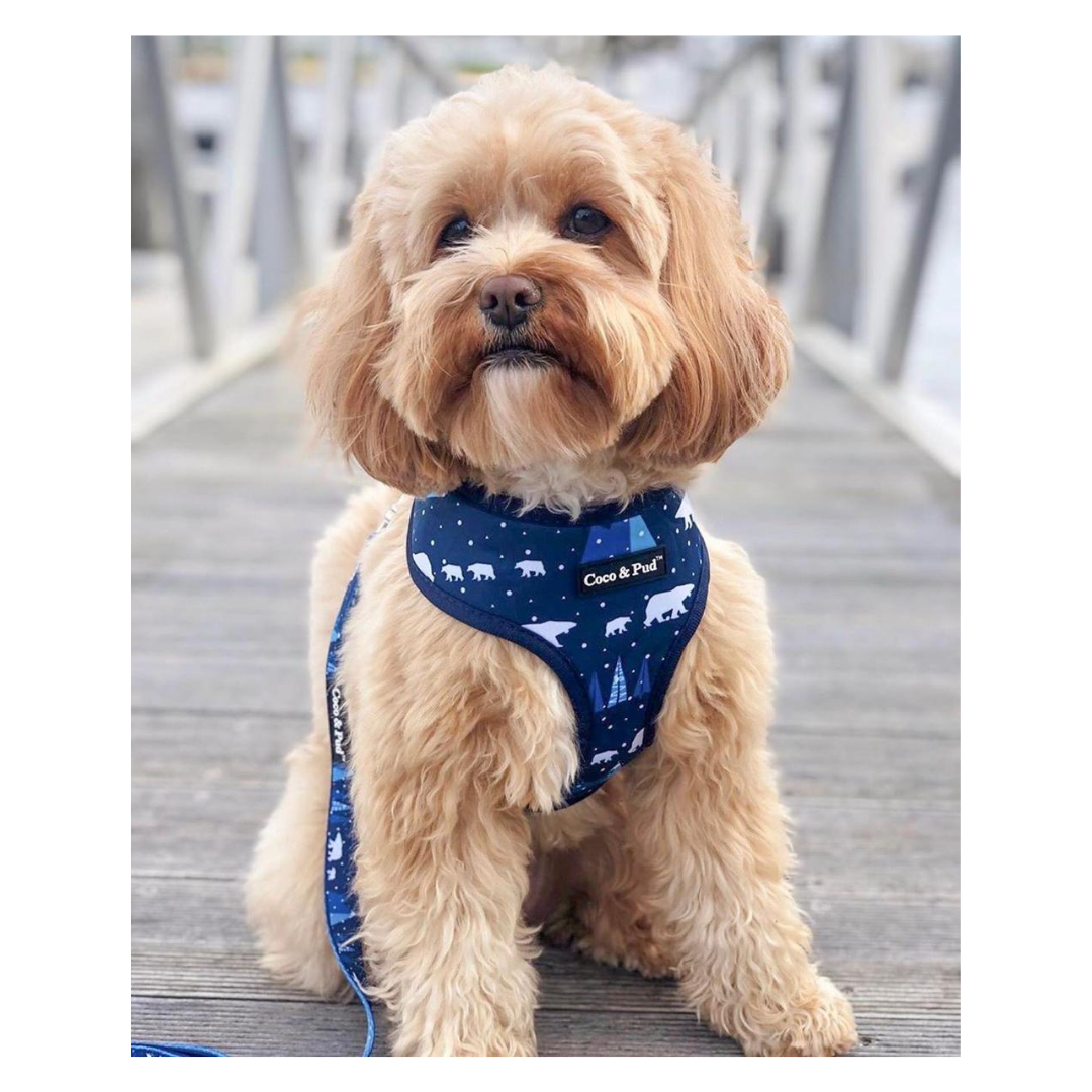 Humphrey in Coco & Pud Arctic Pup Designer Dog Harness