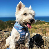 Steve in Coco & Pud Whale of a Time Dog Harness