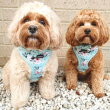 Willow & Maple in Coco & Pud French Azure Dog harness