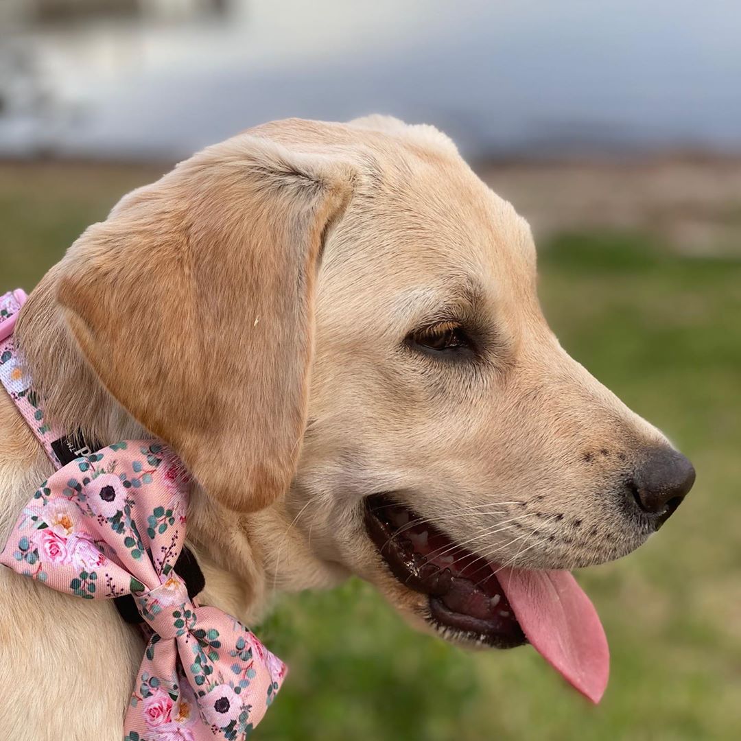 Willow in Coco & Pud Provence Rose Dog Collar