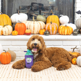 Coco & Pud Witches' Brew dog toy with Groodle dog