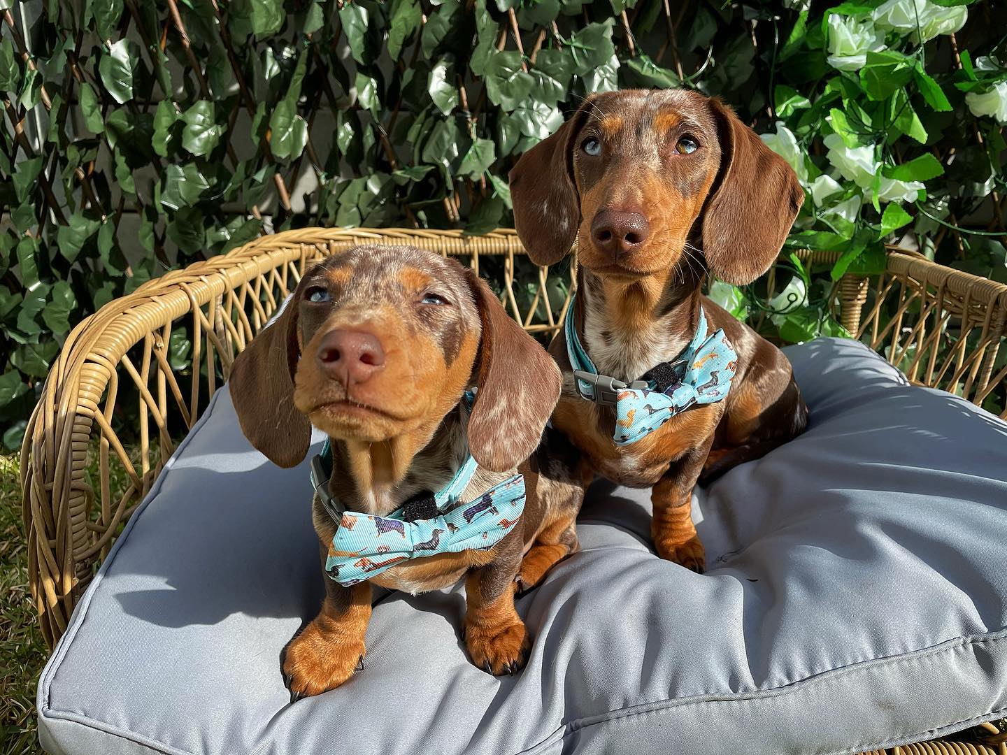 Coco and Roxie in Coco & Pud Doxie Love Collar & Bowties