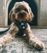 Kobe in Coco & Pud Luna Bear Dog Harness
