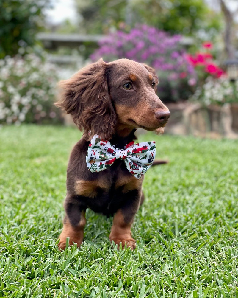 Darcy George in Coco & Pud Home for Christmas Dog Collar & Large Bowtie