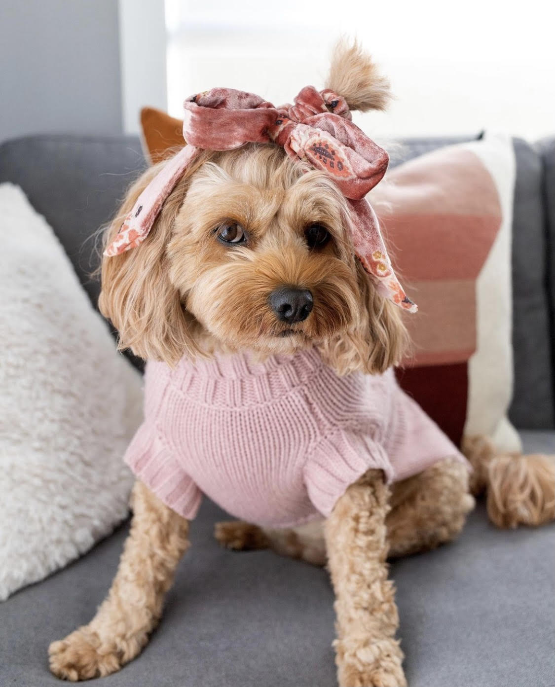 Puppy jumpers australia best sale