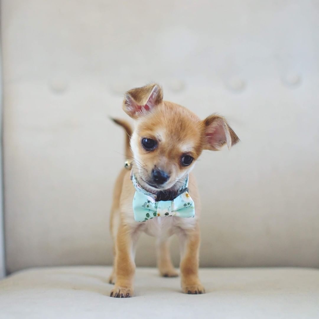 Coco & Pud French Azure Dog Collar & Bowtie