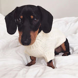 Loki in Coco & Pud Brighton Pet Sweater Cream