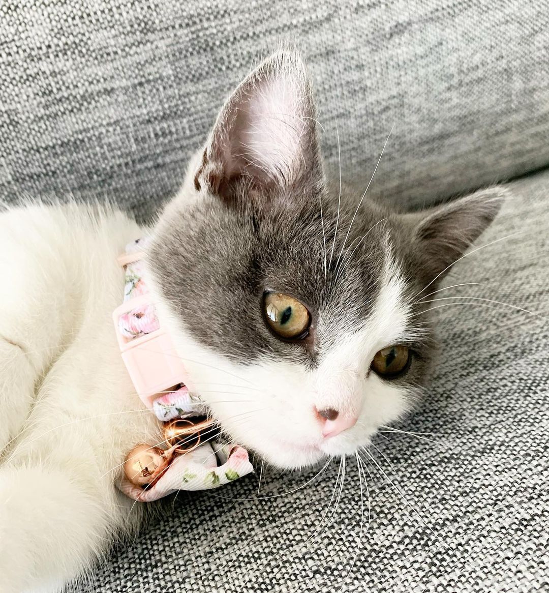 Miss Lola in Coco & Pud Le Jardin Kitten Collar & Botwtie