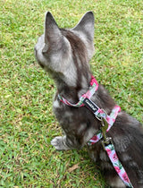 Molly in Coco & Pud Peont Cat Harness & Lead