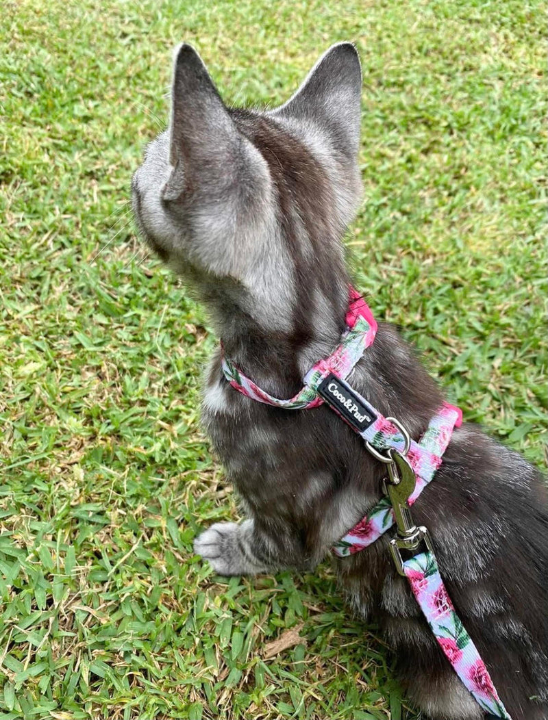 Molly in Coco & Pud Peont Cat Harness & Lead