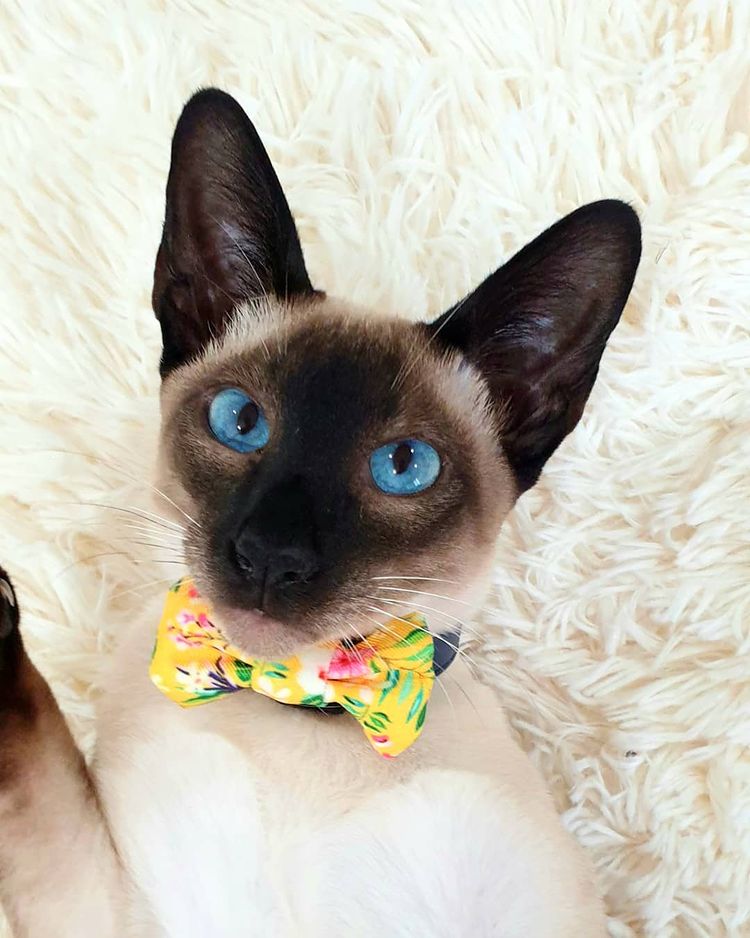 Morris in Coco & Pud Summer Sunrise Cat Collar & Bowtie