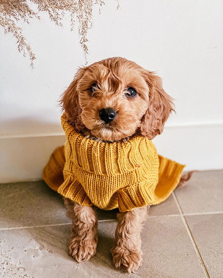 Coco Cable Dog Sweater - Mustard