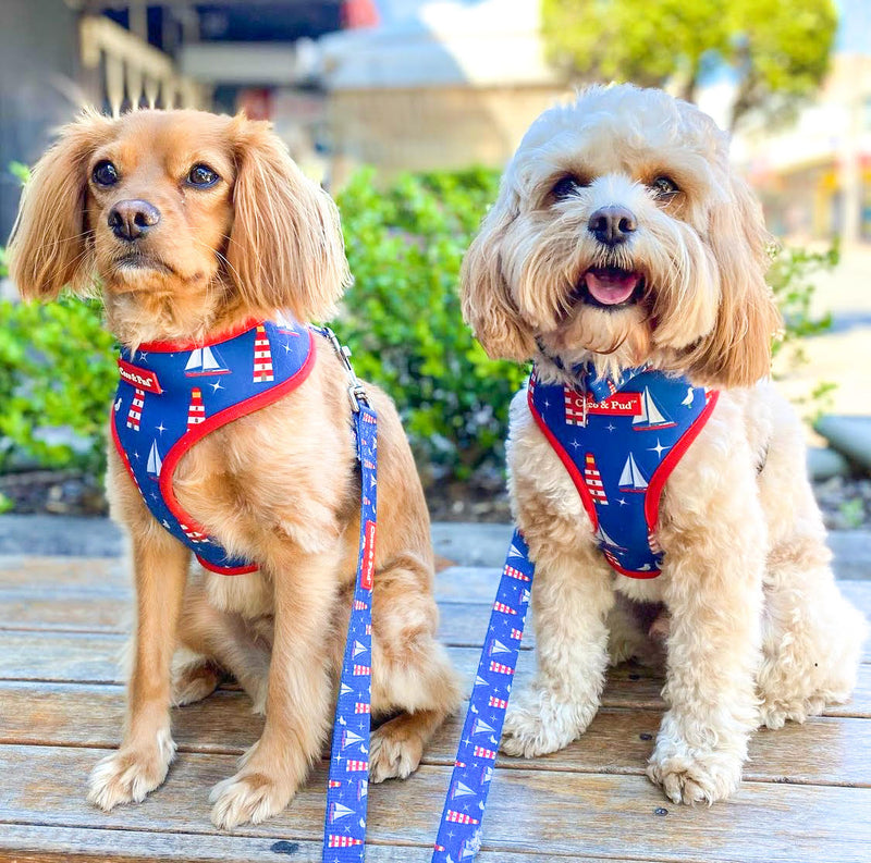 Coco & Pud Hamptons Dog Harness