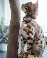 Tesla in Coco & Pud Amur Leopard Cat Collar