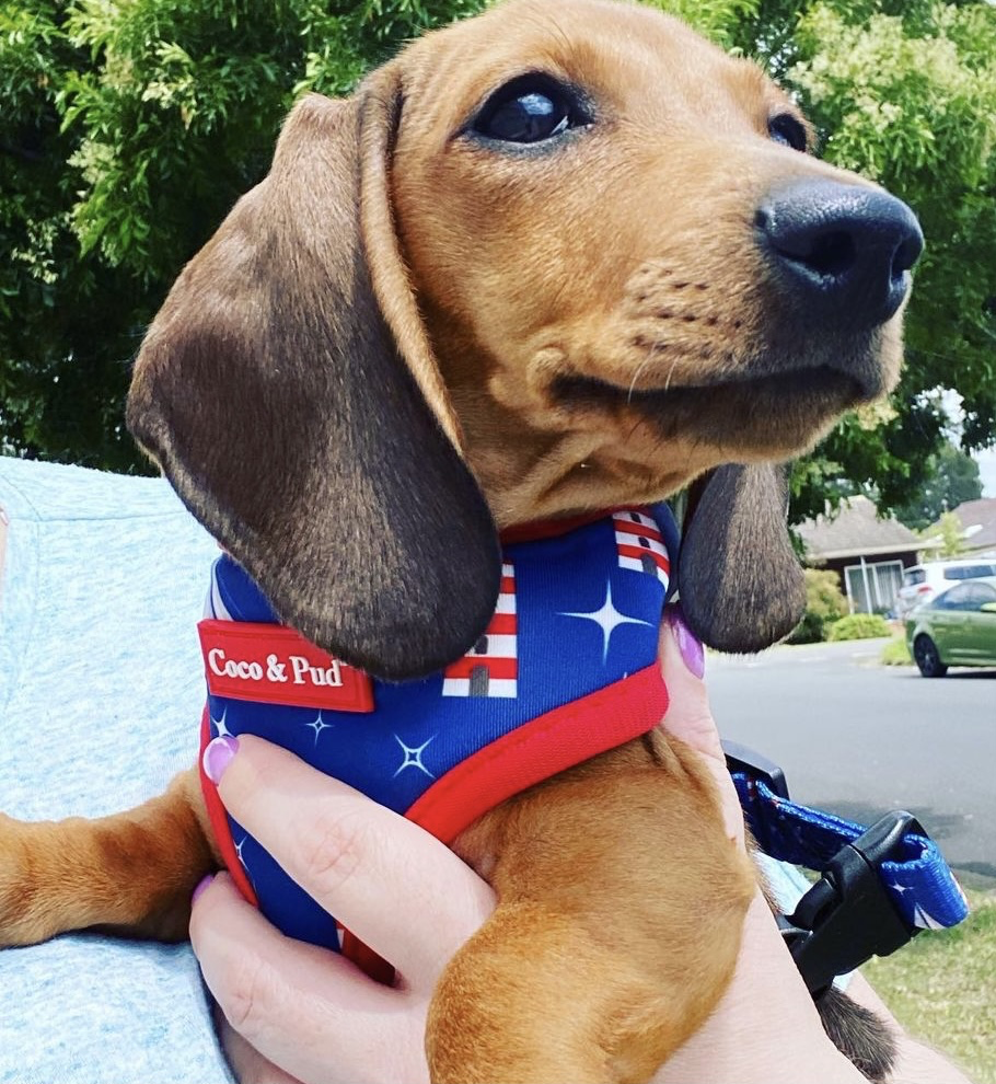 Hamilton in Coco & Pud Hamptons Dog Harness
